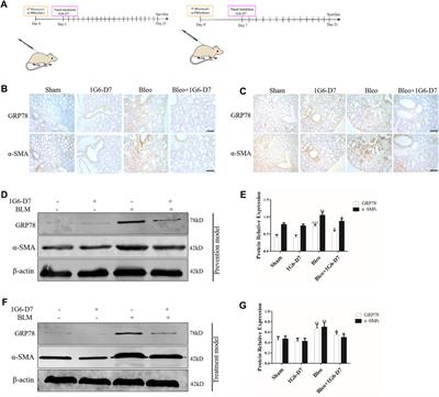 Corrigendum: Extracellular HSP90α interacts with ER stress to promote fibroblasts activation through PI3K/AKT pathway in pulmonary fibrosis